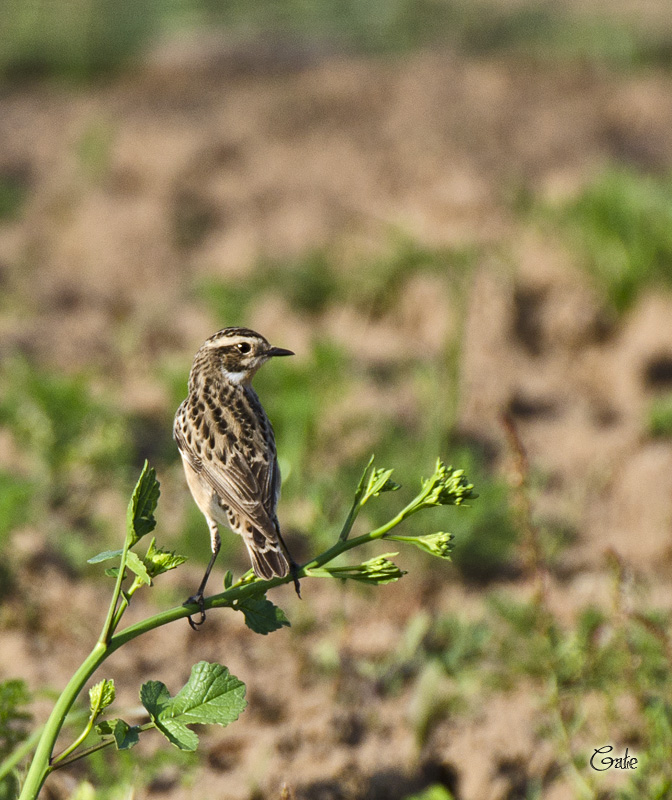 Stiaccino (Saxicola rubetra)